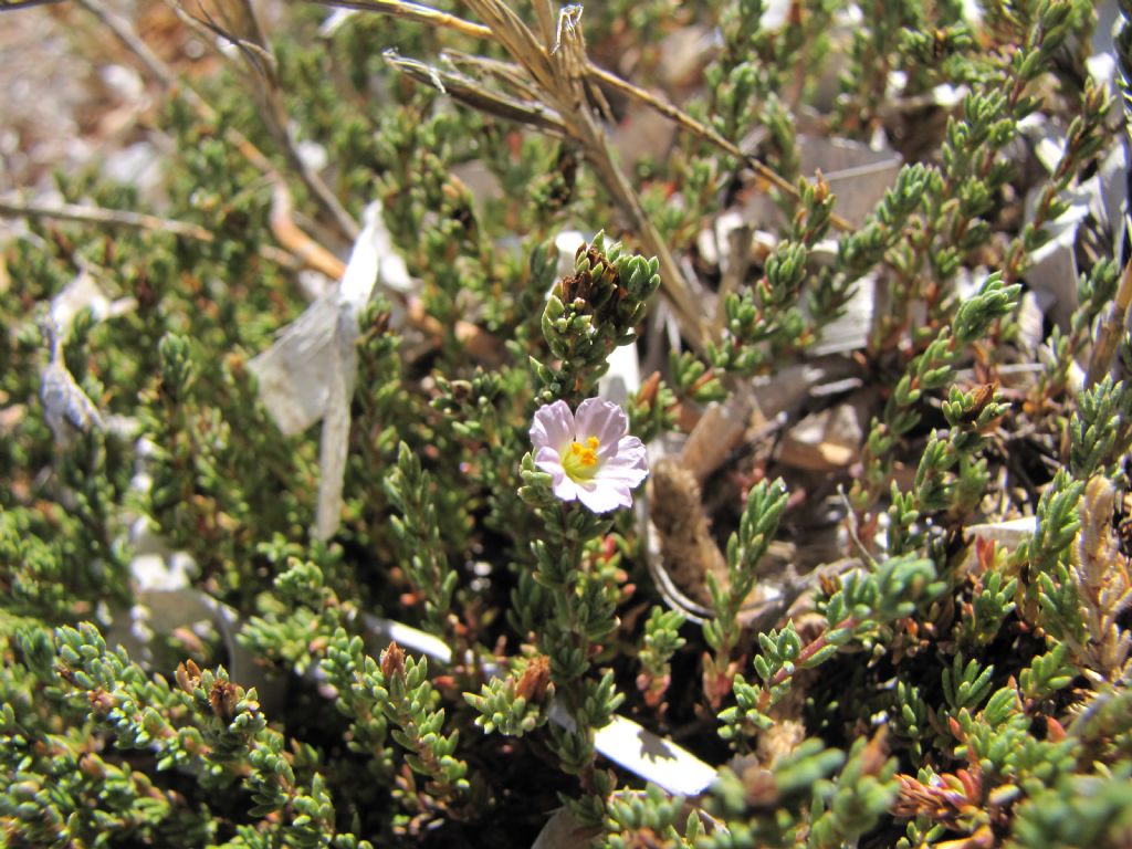 pianta sarda - Frankenia laevis o hirsuta?